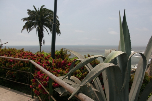 miraflores_plant_graffiti.jpg